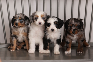 F1 Mini Aussiedoodles